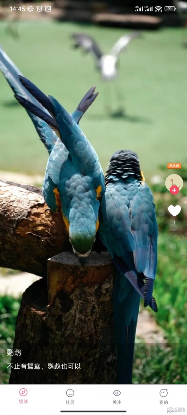 兰莓短视频安卓版