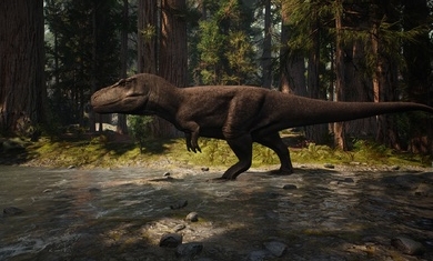 坦之路国际服 坦之路国际服