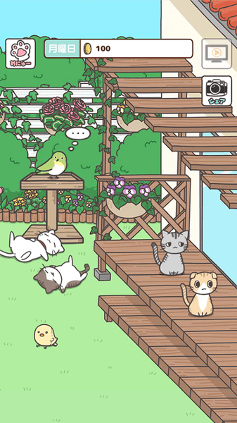 猫咪饲养日常手游